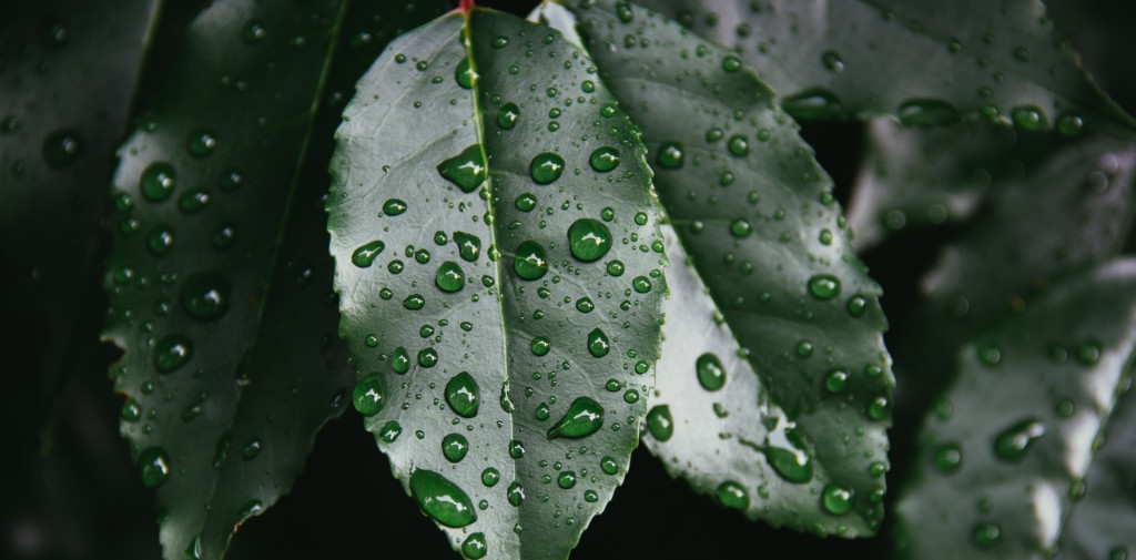 Rain Leaves