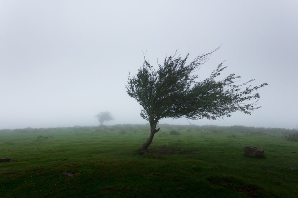 Storm tree